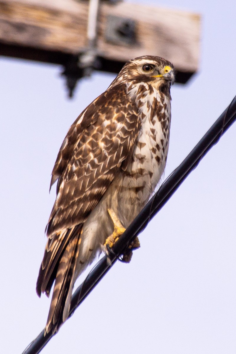 Red-shouldered Hawk - ML615052784