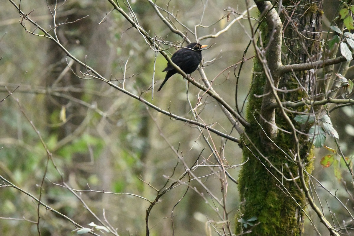 Eurasian Blackbird - ML615052788