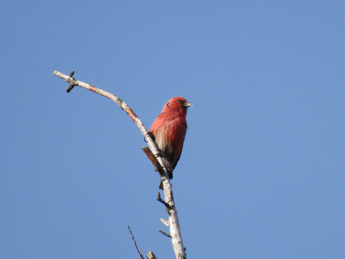 White-winged Crossbill - Collin Smith