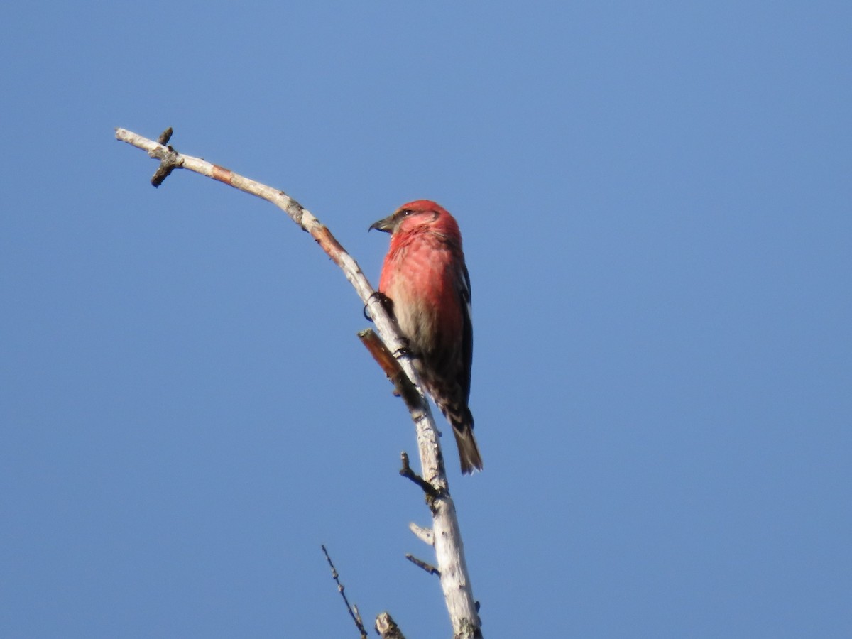 White-winged Crossbill - ML615052845