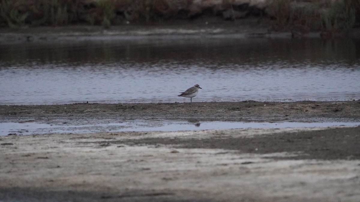 Black-bellied Plover - ML615052859