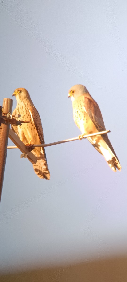 Lesser Kestrel - ML615052877