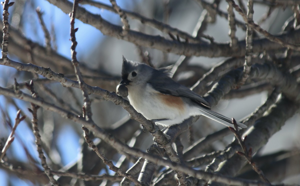 Tufted Titmouse - ML615052891