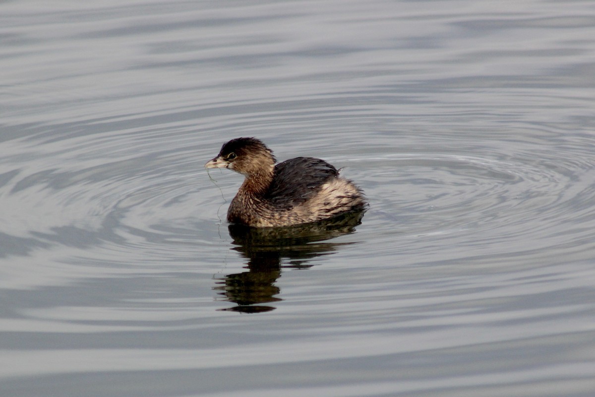 Pied-billed Grebe - ML615052913