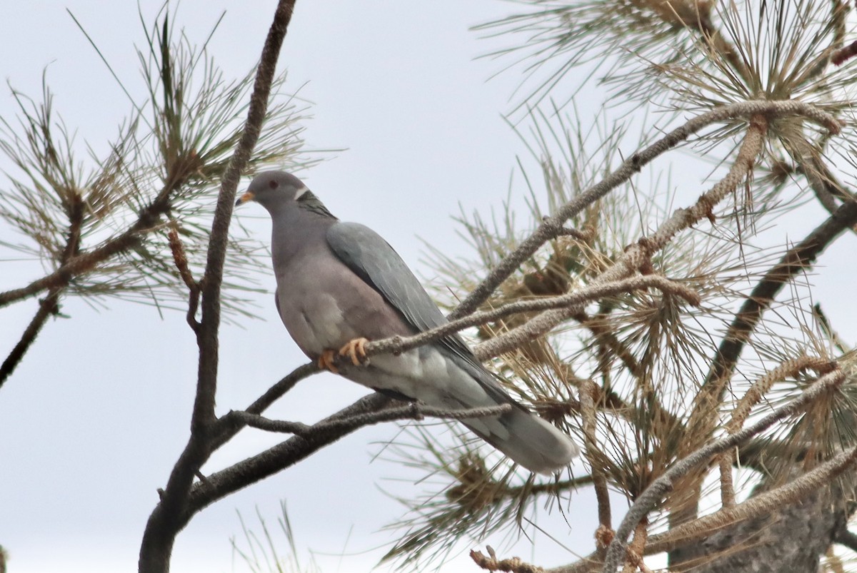 Band-tailed Pigeon - ML615052914
