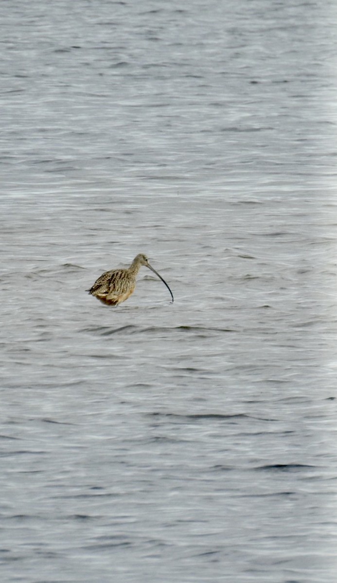 koliha americká - ML615052940