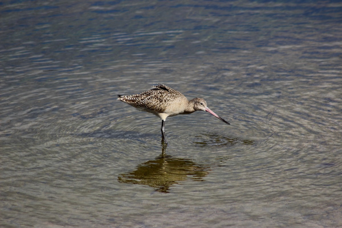 břehouš velký - ML615052946