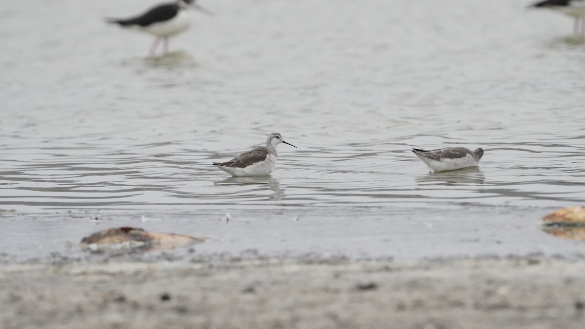 Wilson's Phalarope - Daniel Araneda Quiroz