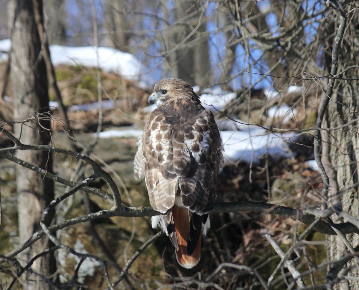 Red-tailed Hawk - ML615052956