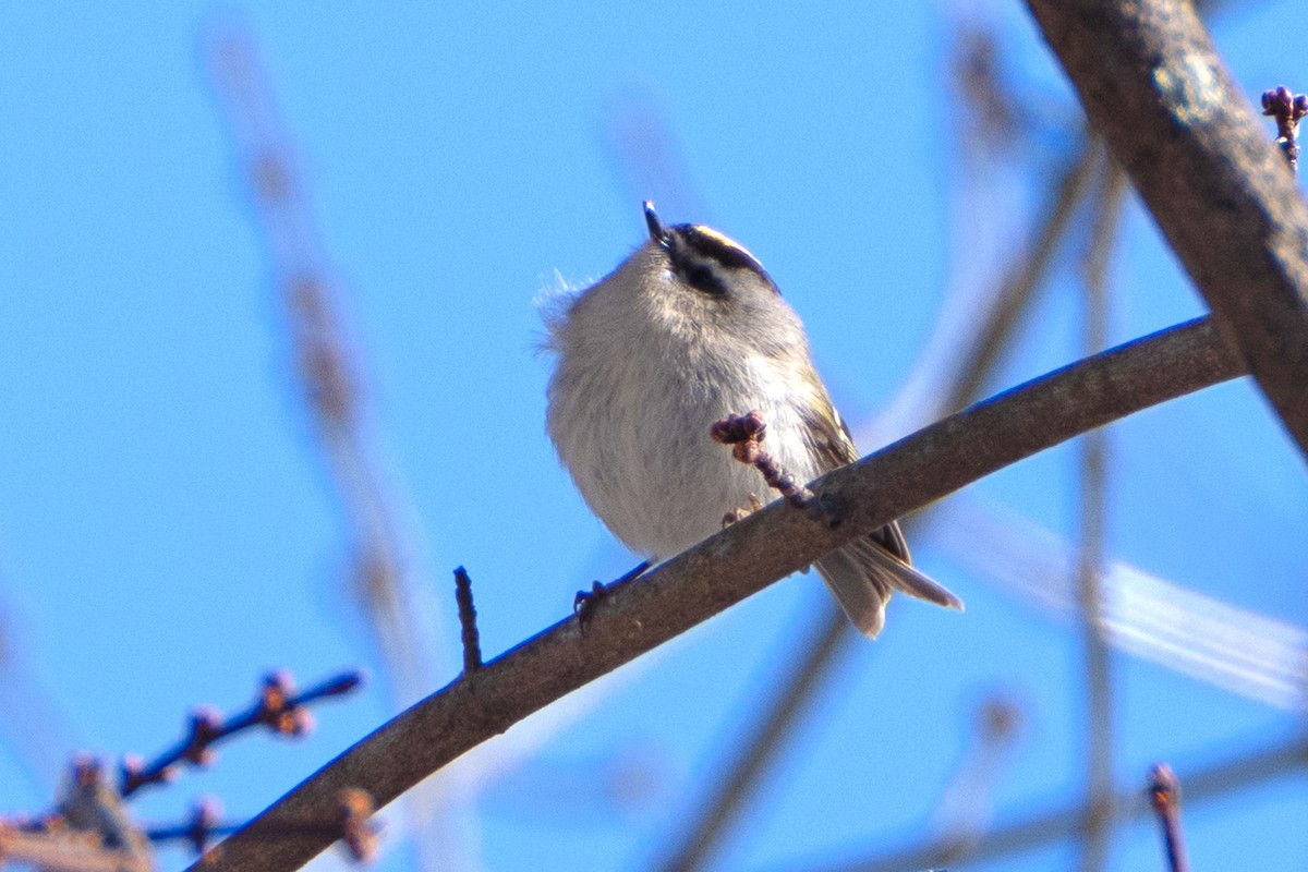 Golden-crowned Kinglet - ML615052958