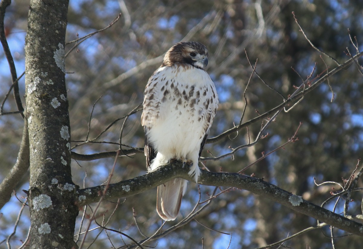 Red-tailed Hawk - ML615052961