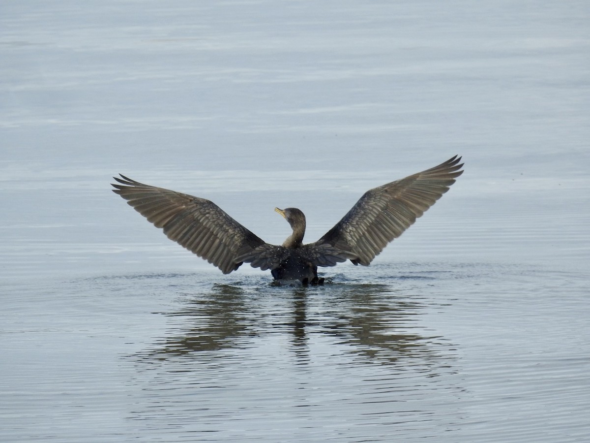 kormorán ušatý - ML615052968