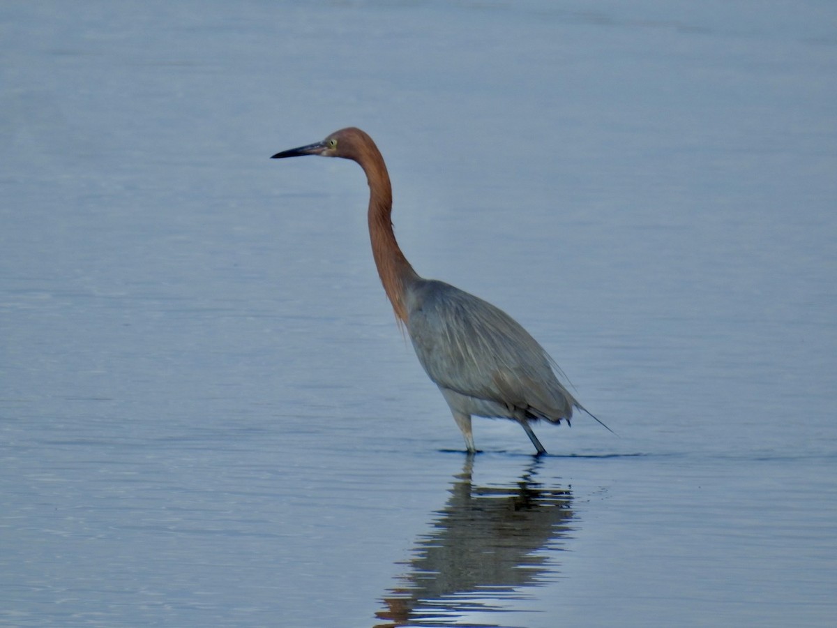 volavka červenavá - ML615052975