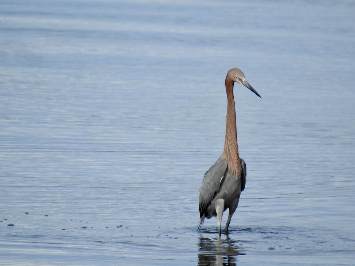 volavka červenavá - ML615052976