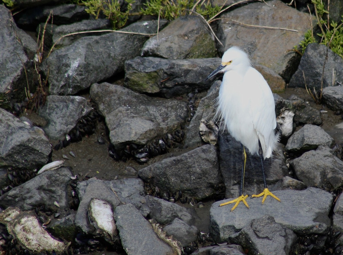 volavka bělostná - ML615052986