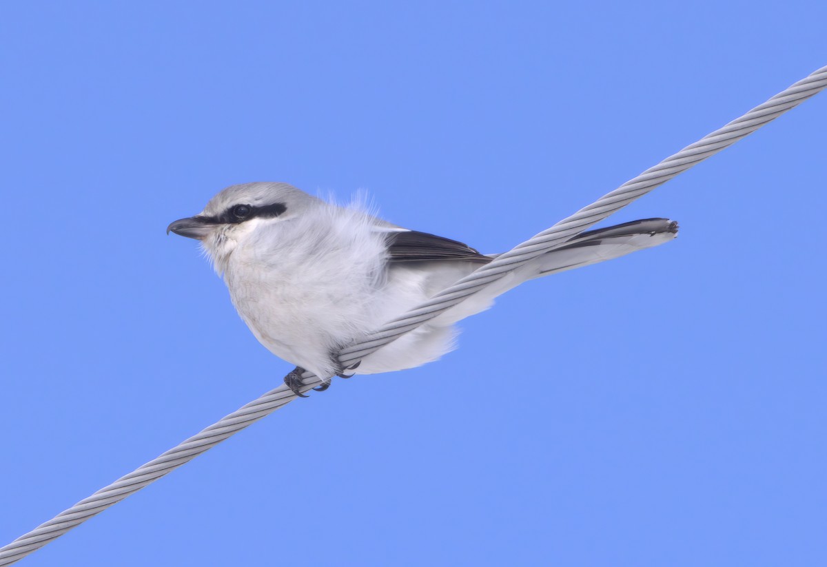 Northern Shrike - ML615052992