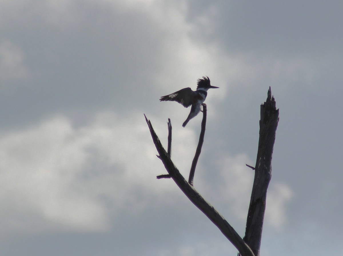 rybařík pruhoprsý - ML615052997