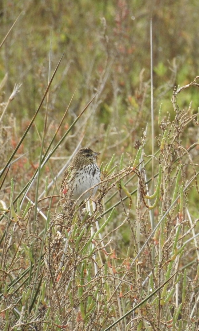 strnadec luční - ML615053006