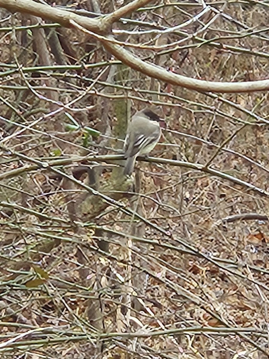 Eastern Phoebe - ML615053089