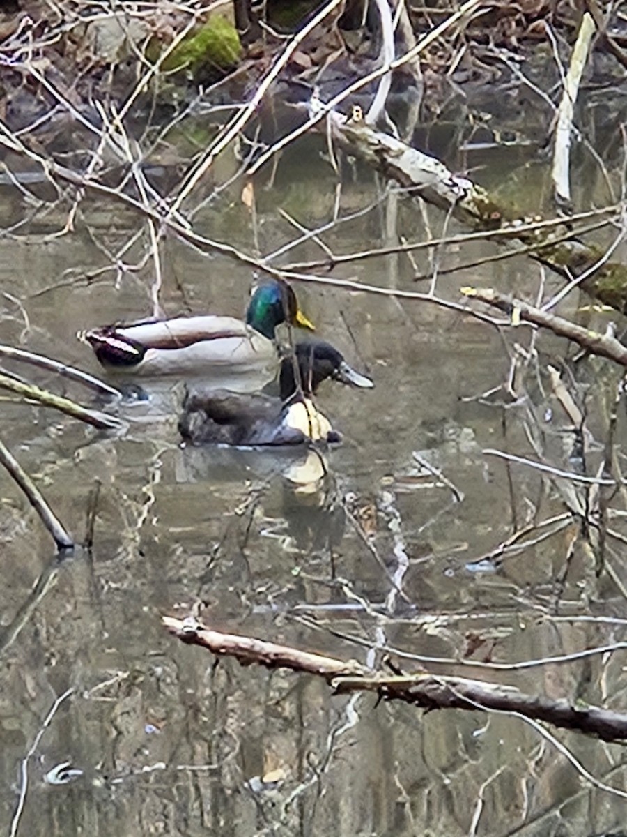 Mallard - Susan Harrison