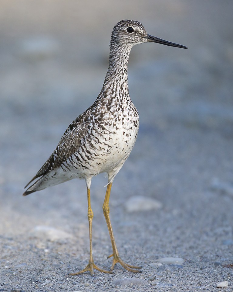 Greater Yellowlegs - ML61505311