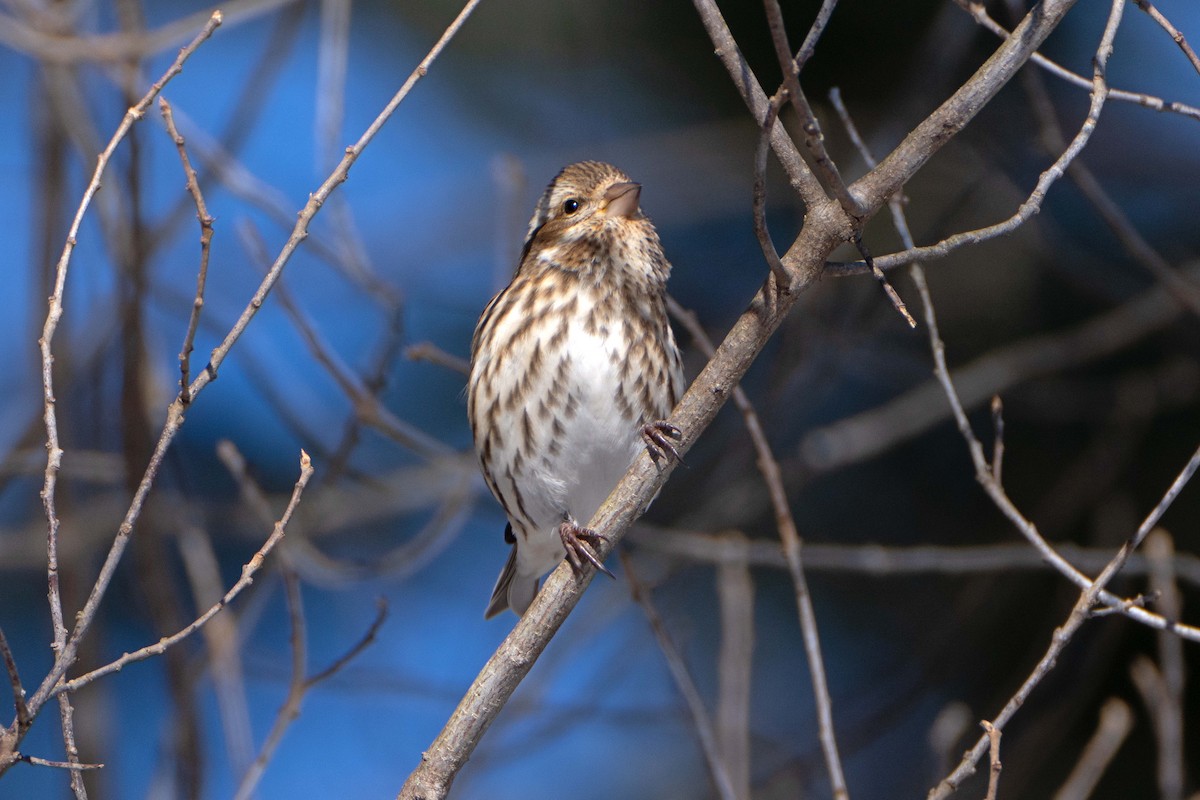 Purple Finch - ML615053123