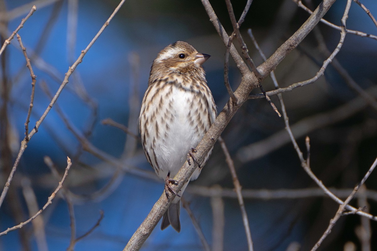 Purple Finch - Susan Elliott