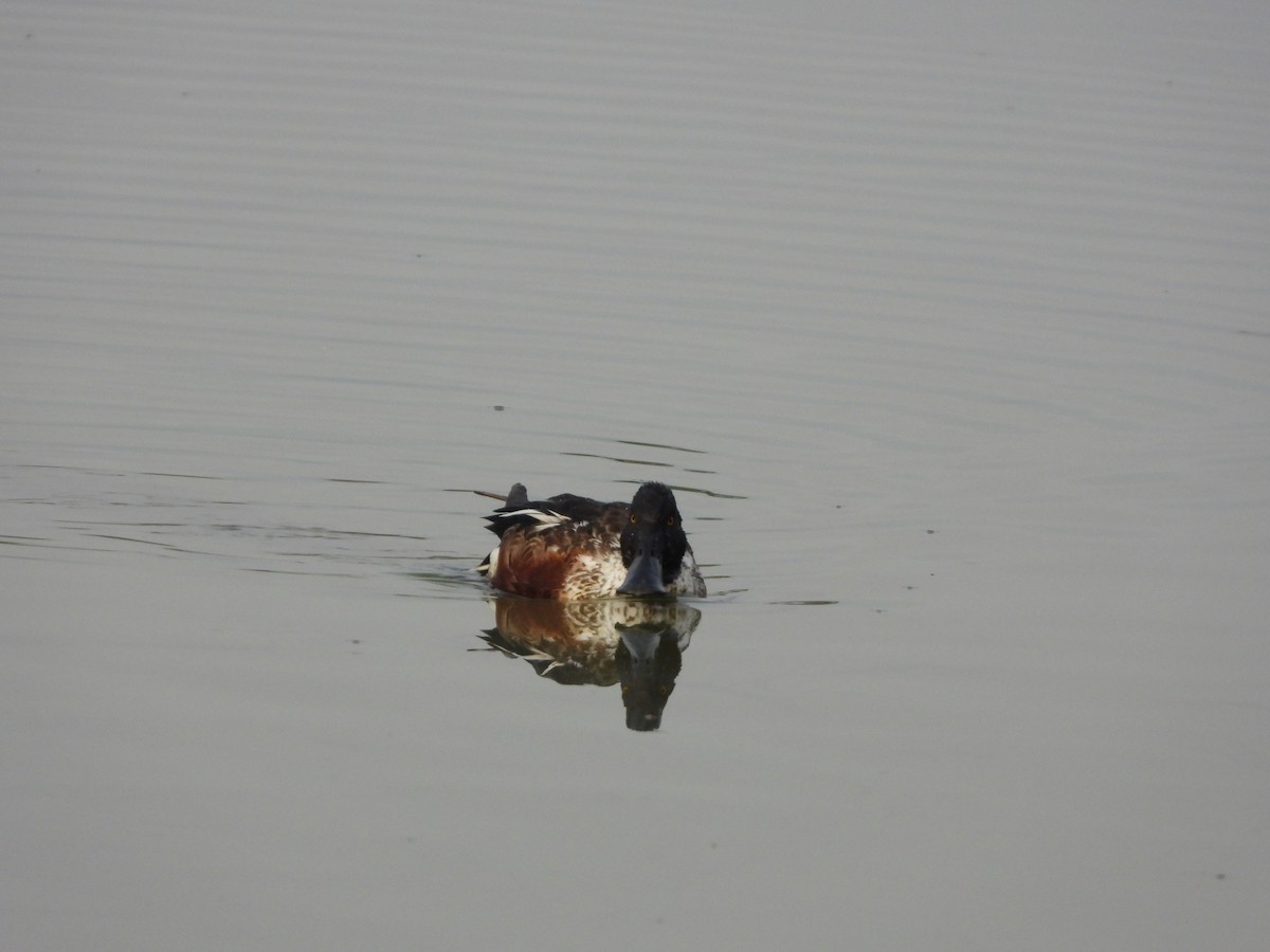 Northern Shoveler - Mauricio Ruvalcaba