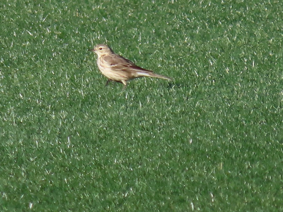 American Pipit - Anne (Webster) Leight