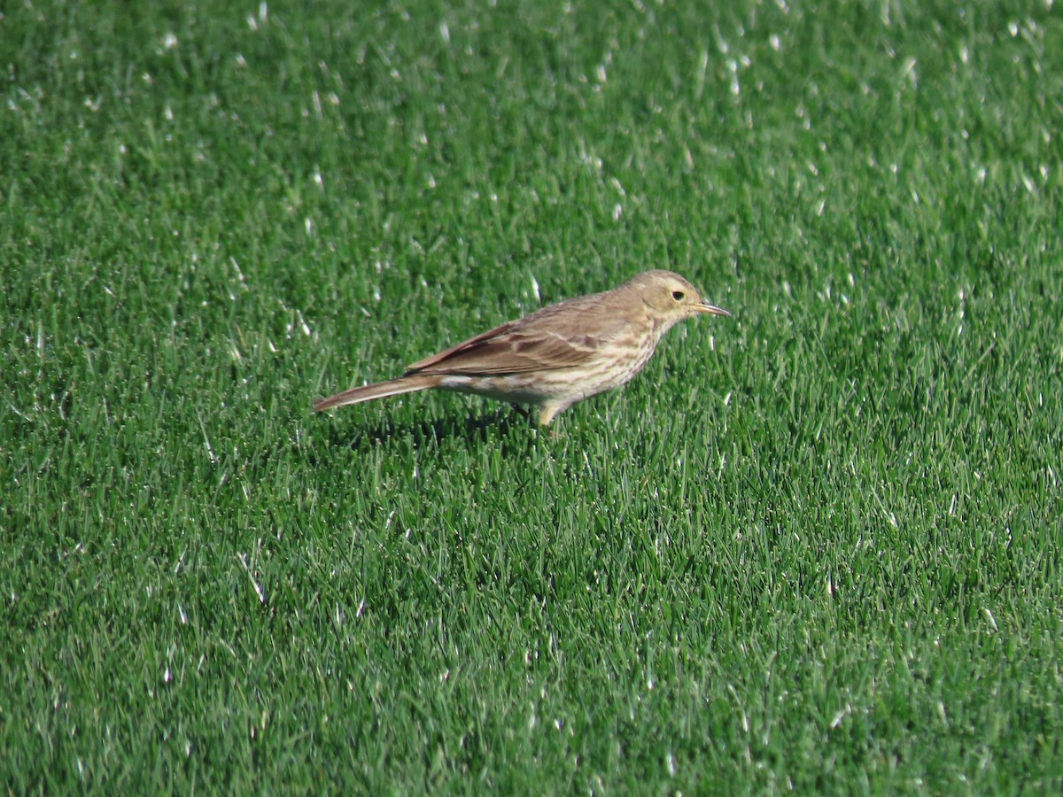 American Pipit - Anne (Webster) Leight