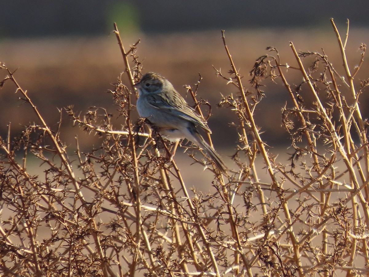 Brewer's Sparrow - Anne (Webster) Leight