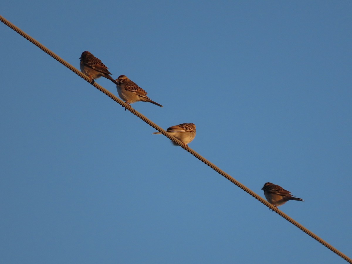 Lark Sparrow - Anne (Webster) Leight