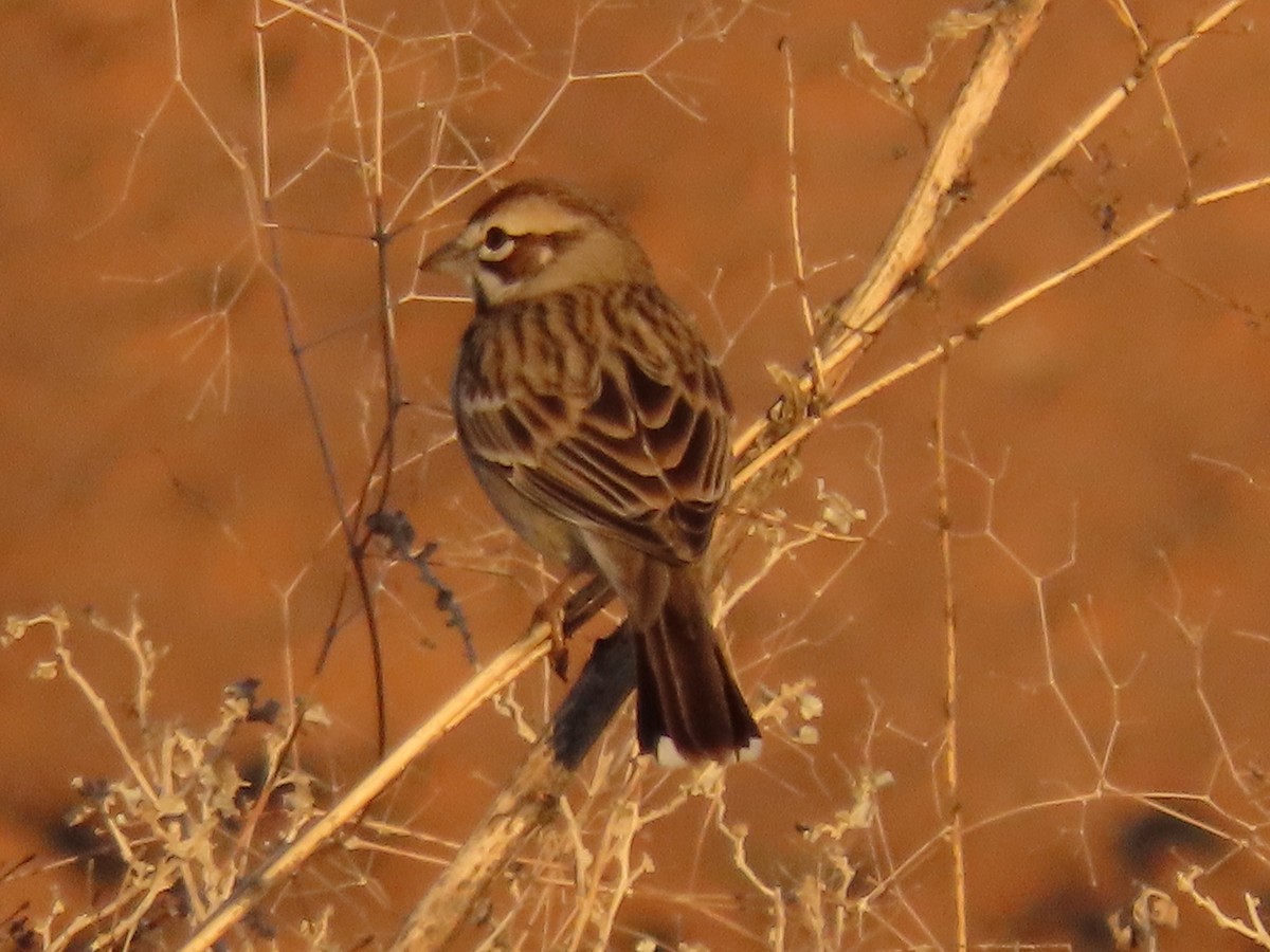 Lark Sparrow - Anne (Webster) Leight