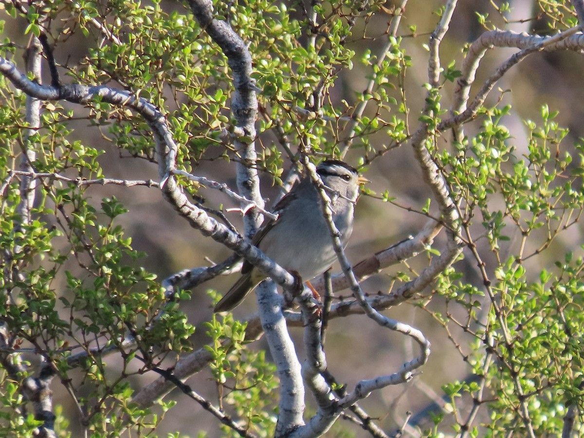 White-crowned Sparrow - Anne (Webster) Leight