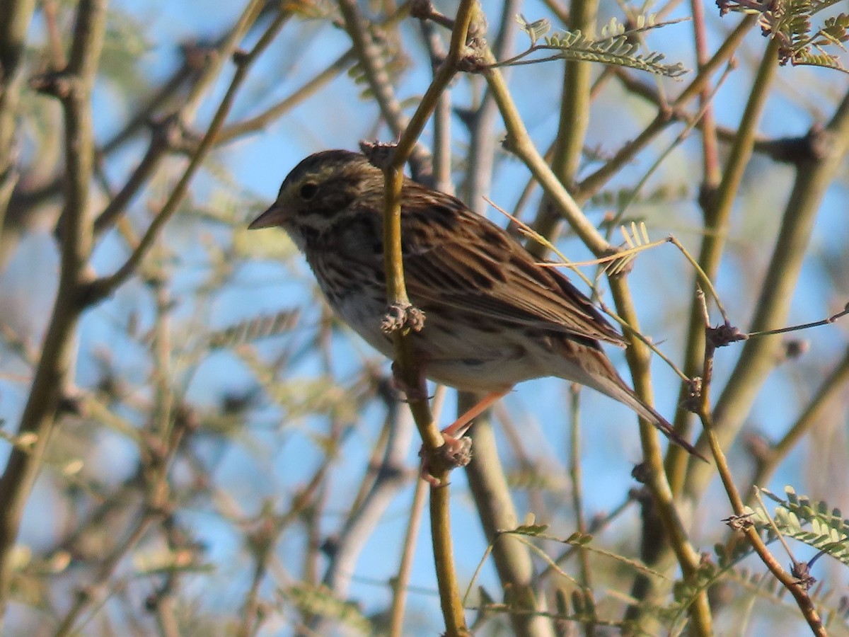 Savannah Sparrow - Anne (Webster) Leight