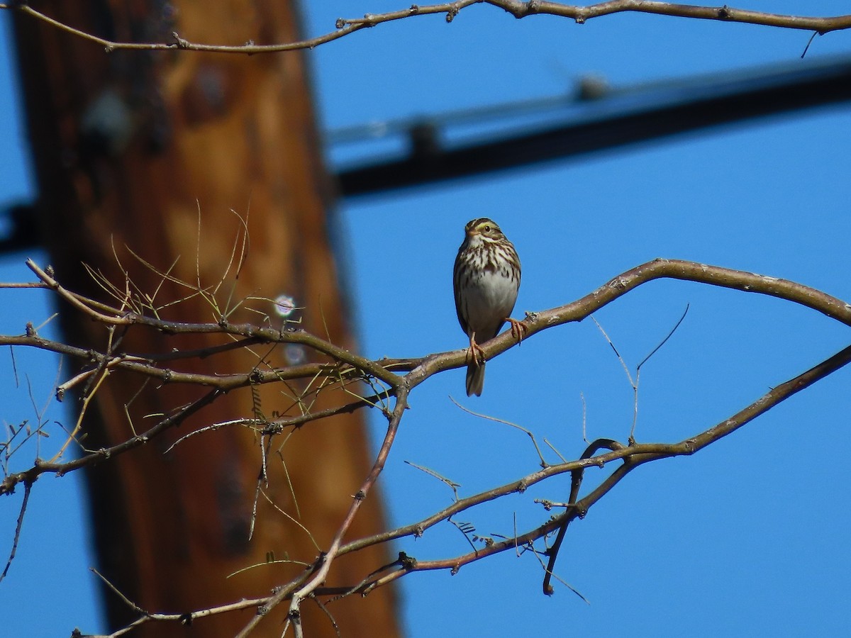 Savannah Sparrow - Anne (Webster) Leight