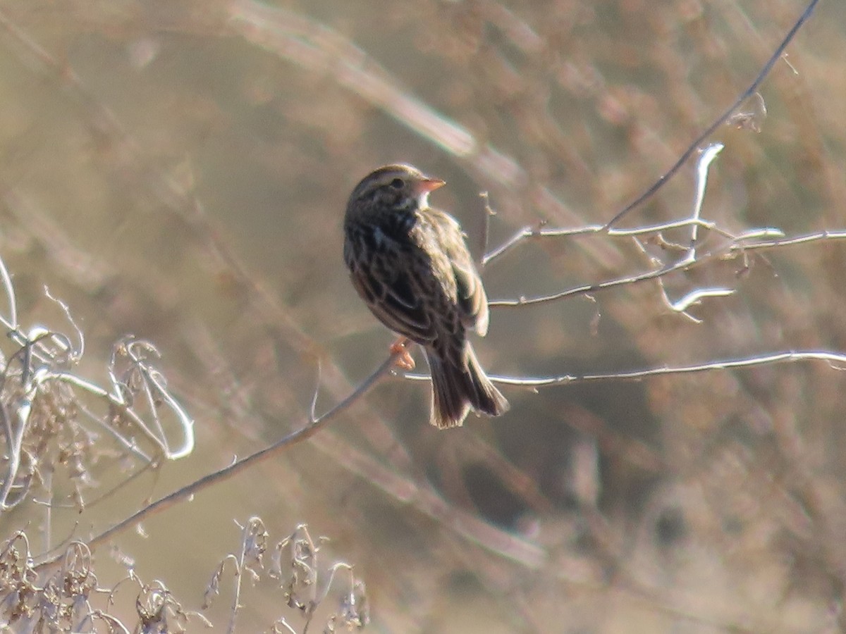 Savannah Sparrow - Anne (Webster) Leight