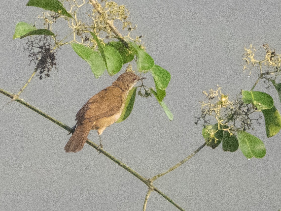 Slender-billed Greenbul - ML615053239