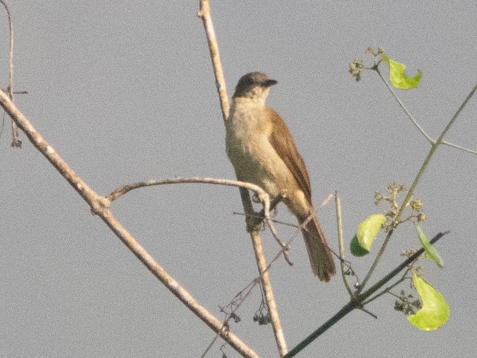 Slender-billed Greenbul - ML615053240