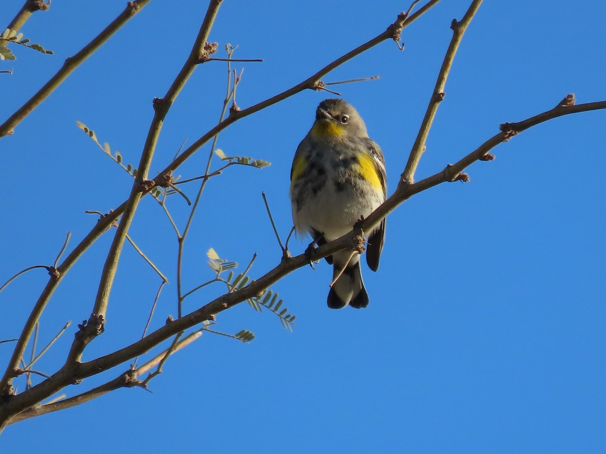 Yellow-rumped Warbler - Anne (Webster) Leight