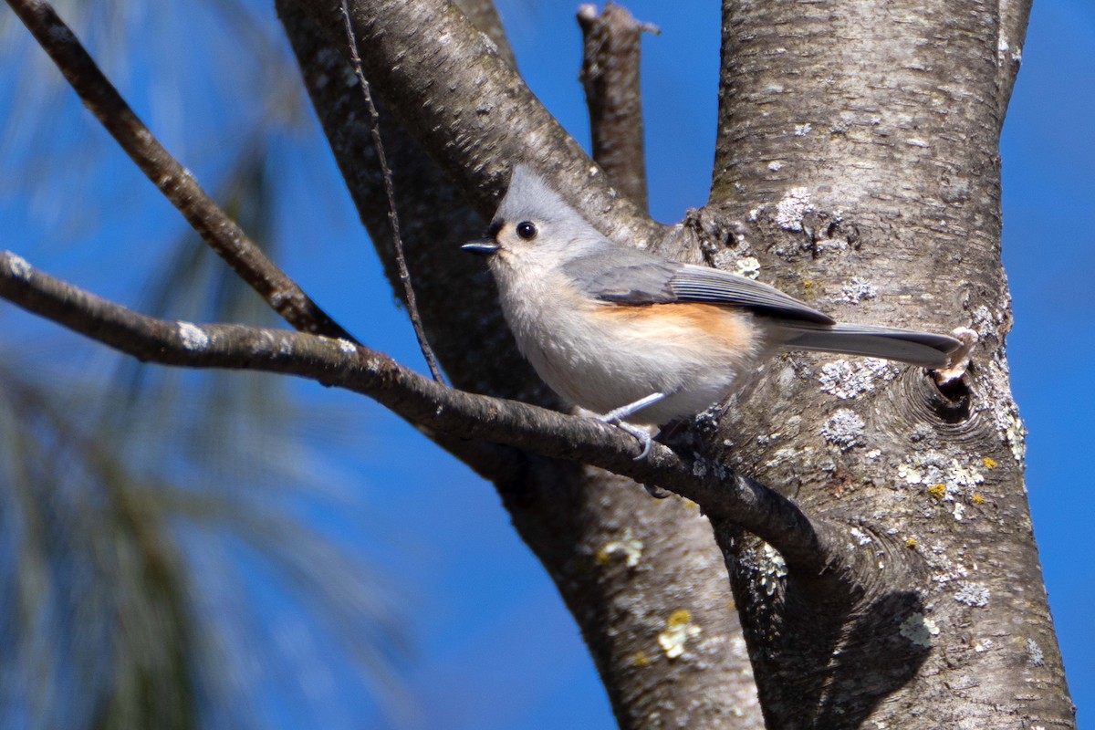 Mésange bicolore - ML615053280