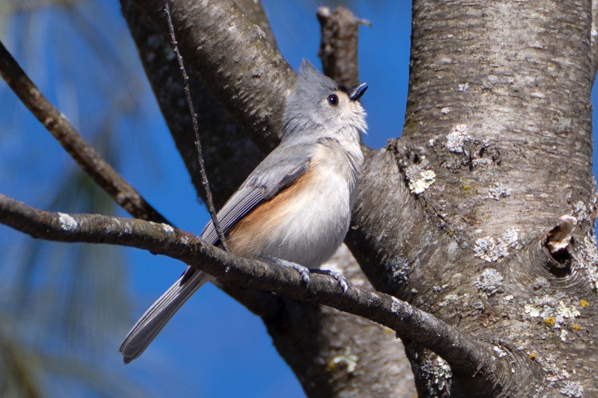 Tufted Titmouse - Susan Elliott