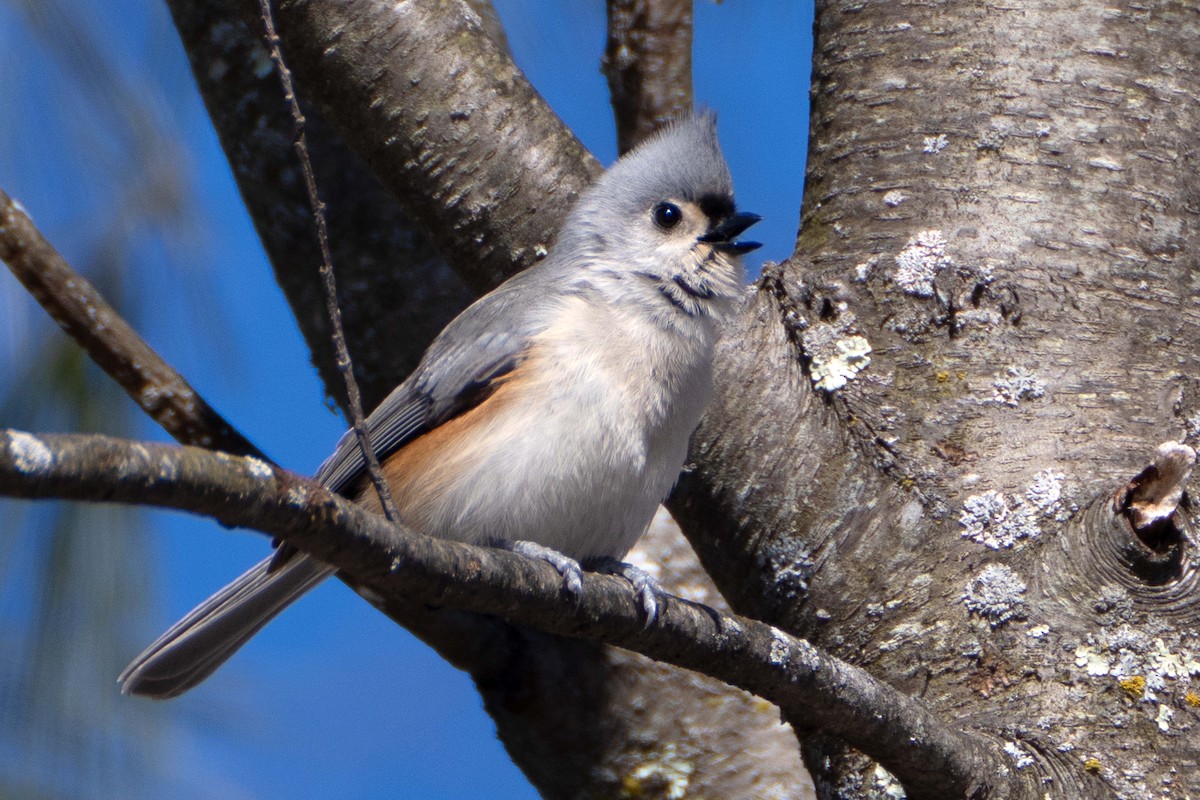 Mésange bicolore - ML615053315