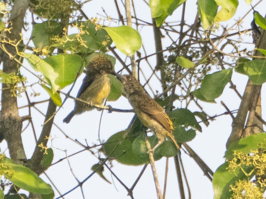 Benekli Cüce Barbet - ML615053320