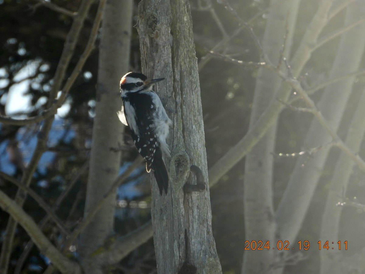 Hairy Woodpecker - ML615053323