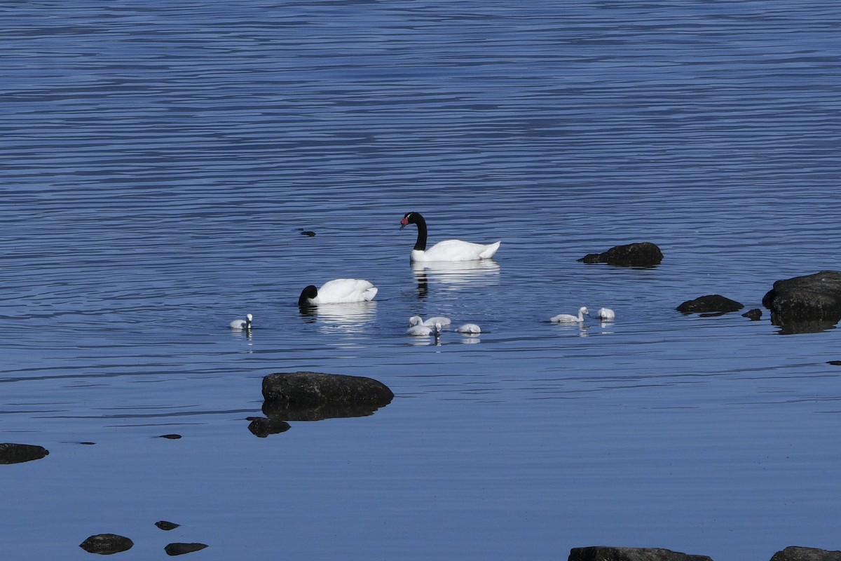 Black-necked Swan - Mark Golan