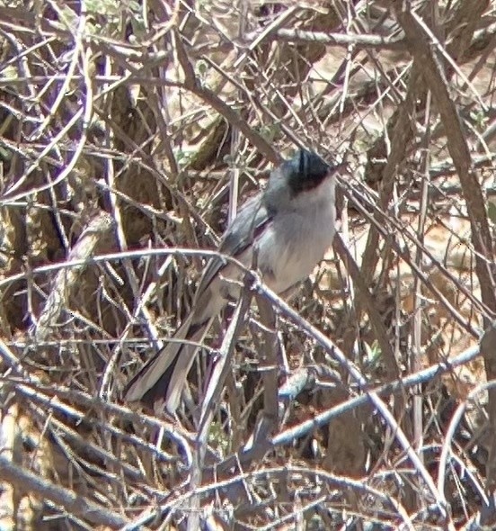 Black-capped Gnatcatcher - ML615053358