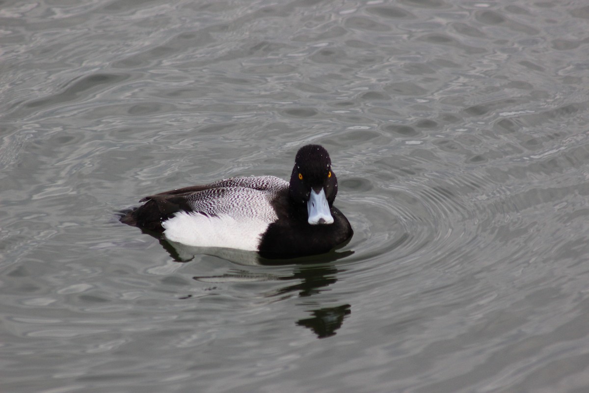 polák vlnkovaný - ML615053362