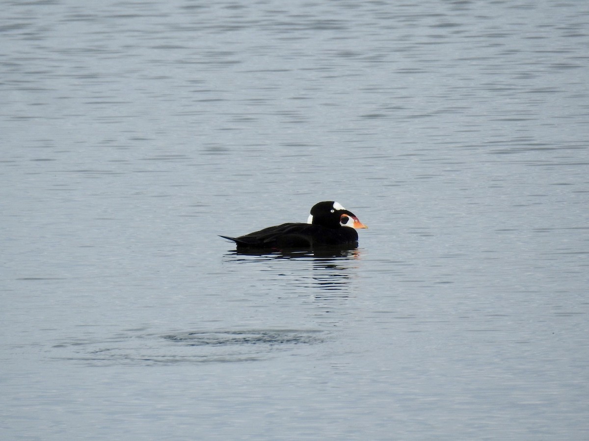 turpan pestrozobý - ML615053366