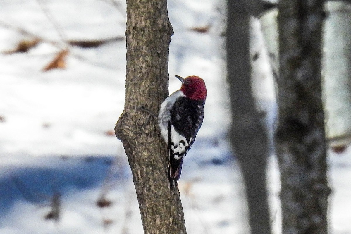 Red-headed Woodpecker - ML615053367